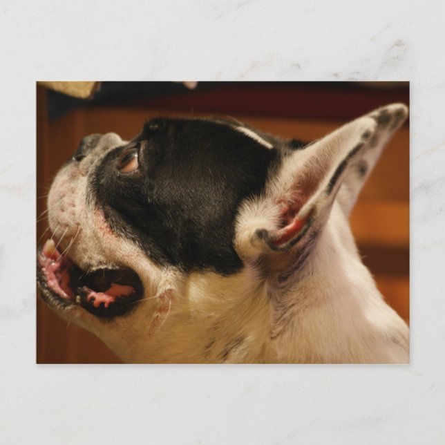 Postal bulldog francés.png (Anverso)