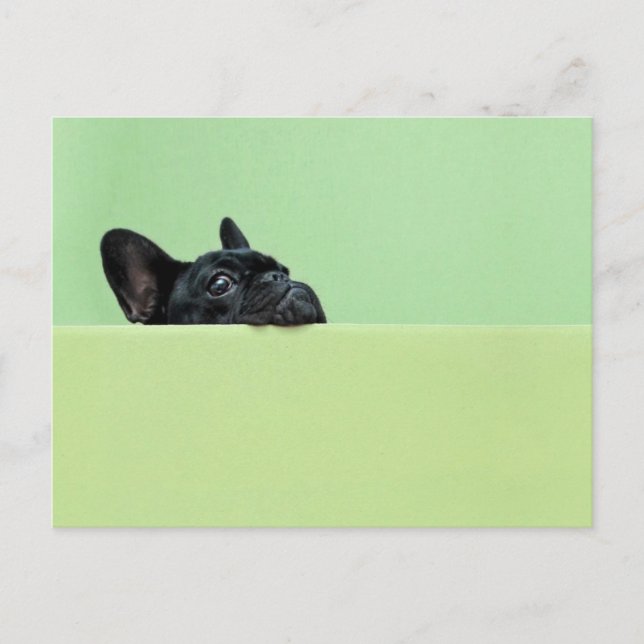 Postal Bulldog francés se entromete con la pared (Anverso)