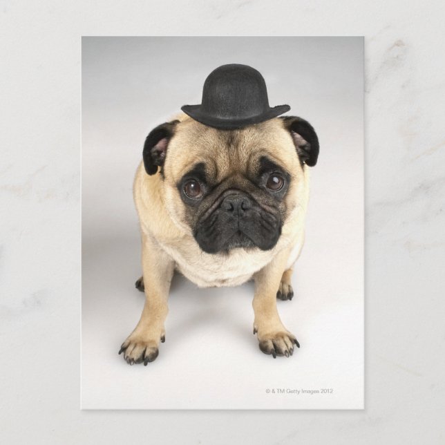 Postal Bulldog francés usando bolera, toma de estudio (Anverso)