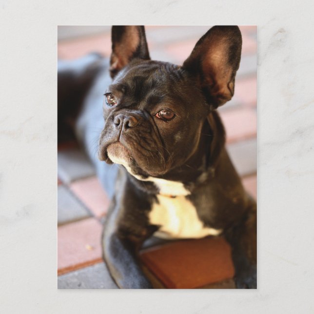 Postal Bulldog Französisch (Anverso)