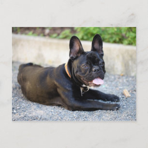 Postal Bulldog Französisch