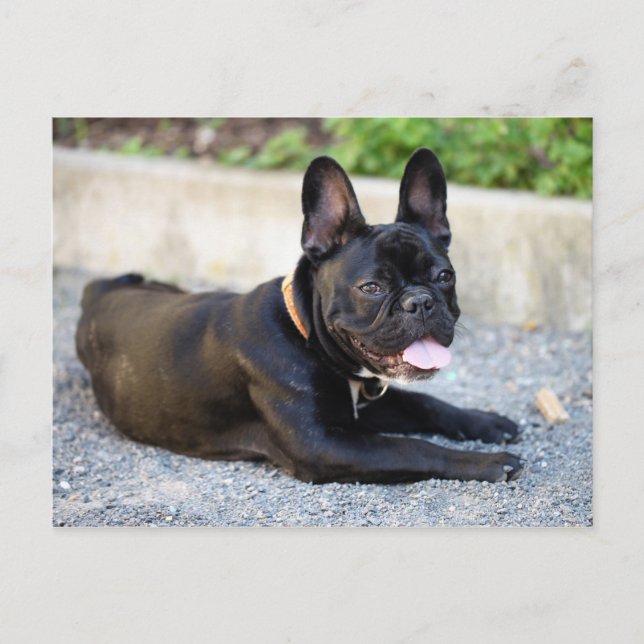 Postal Bulldog Französisch (Anverso)