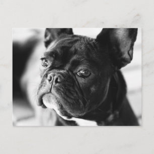 Postal Bulldog Französisch