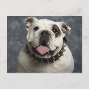 Postal Bulldog inglés