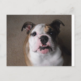 Postal Bulldog inglés