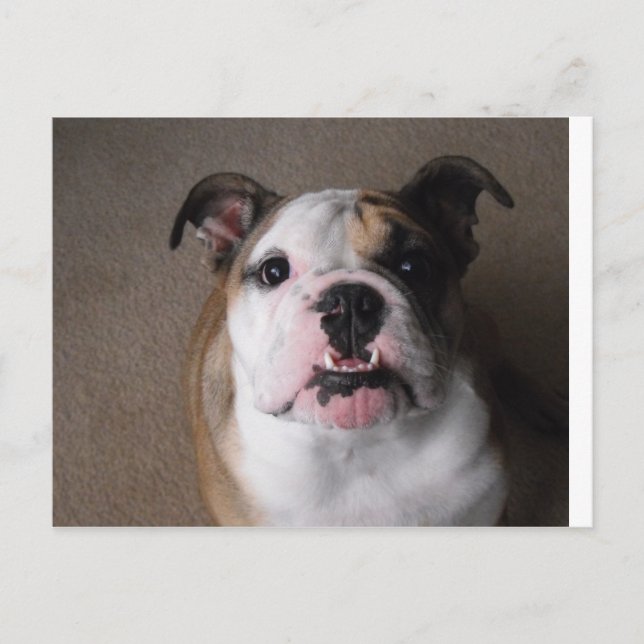 Postal Bulldog inglés (Anverso)