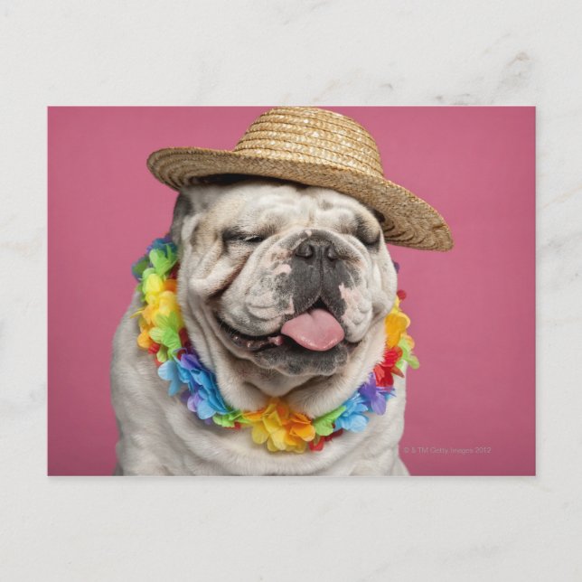 Postal Bulldog inglés (18 meses de edad) con una paja (Anverso)