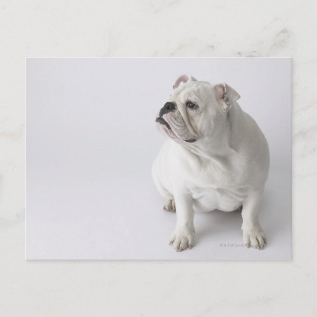 Postal Bulldog inglés blanco (Anverso)
