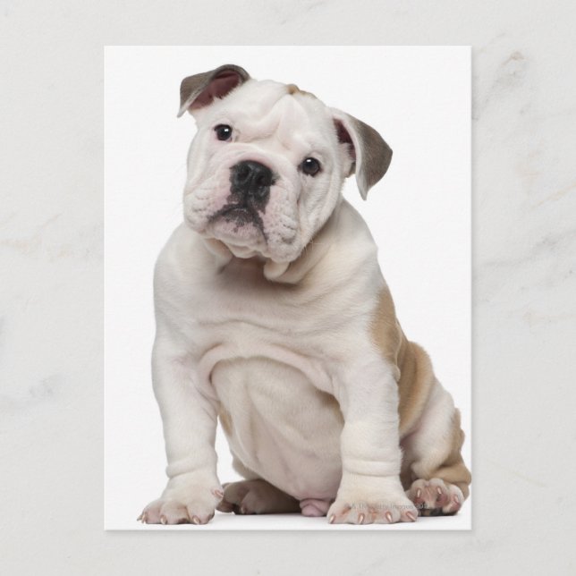 Postal Bulldog inglés cachorro (2 meses de edad) (Anverso)