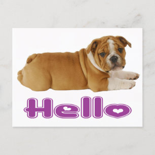 Postal Bulldog inglés cachorro perro - Hola Corazón morad