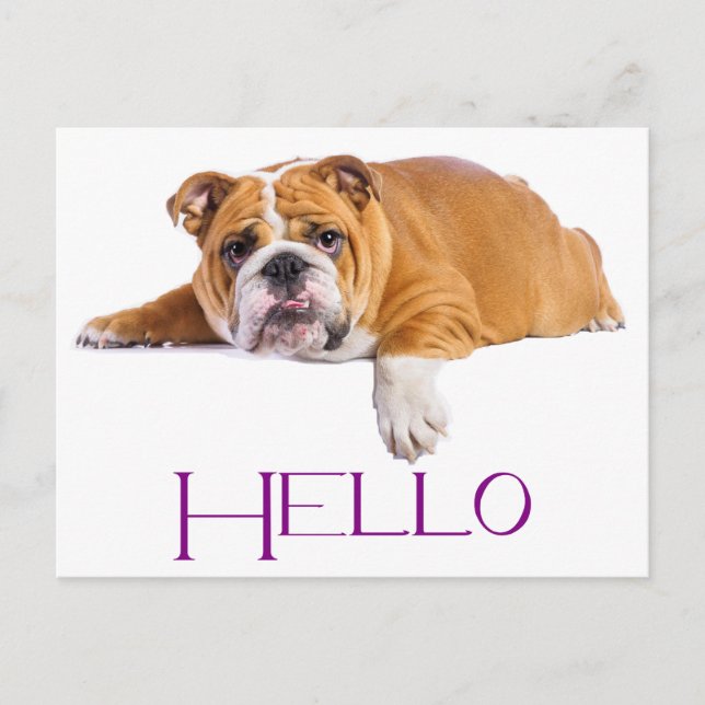 Postal Bulldog inglés cachorro perro - morado (Anverso)