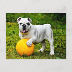 Postal Bulldog inglés con bola