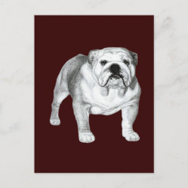 Postal Bulldog inglés - Dibujo de lápiz