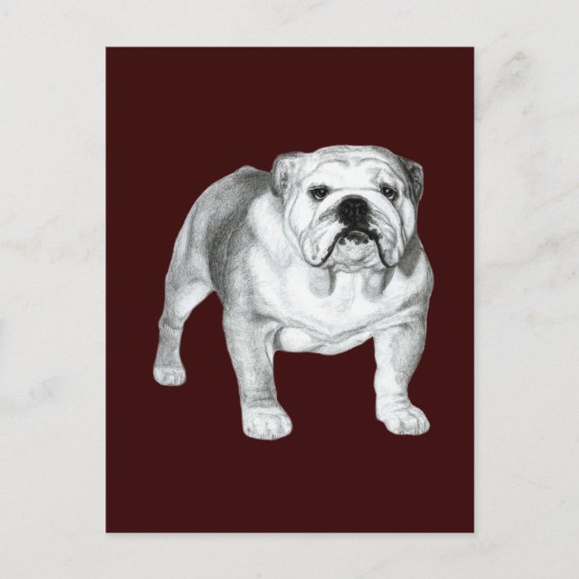 Postal Bulldog inglés - Dibujo de lápiz (Anverso)