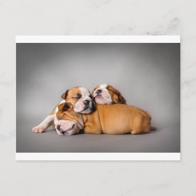 Postal Bulldog inglés durmiente (Anverso)