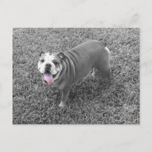 Postal bulldog inglés llamado Gucci