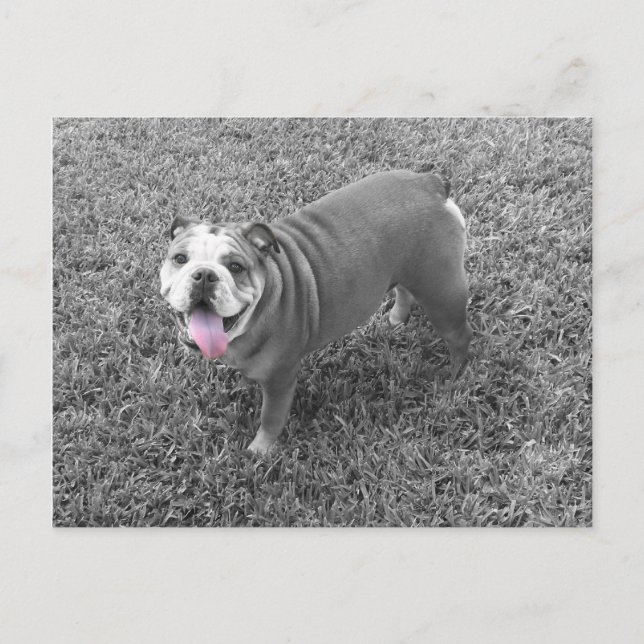 Postal bulldog inglés llamado Gucci (Anverso)