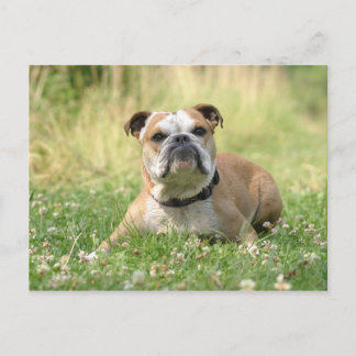 Postal Bulldog inglesa