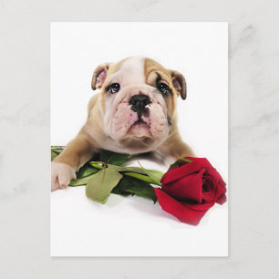 Postal Bulldog marrón y blanco adorable con flor roja