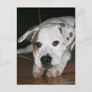 Postal Bulldog-Mastiff Mix Photo
