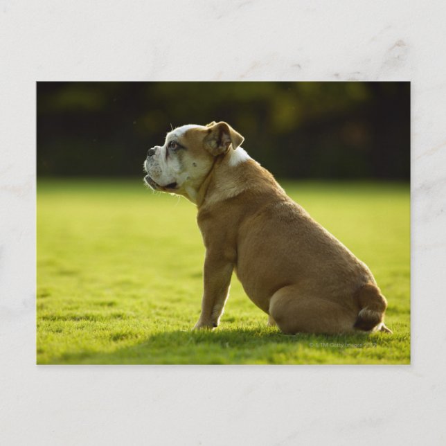 Postal Bulldog sobre el terreno (Anverso)