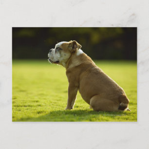Postal Bulldog sobre el terreno