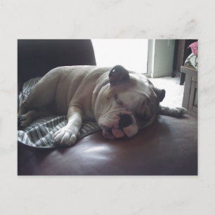 Postal Bulldog somnoliento