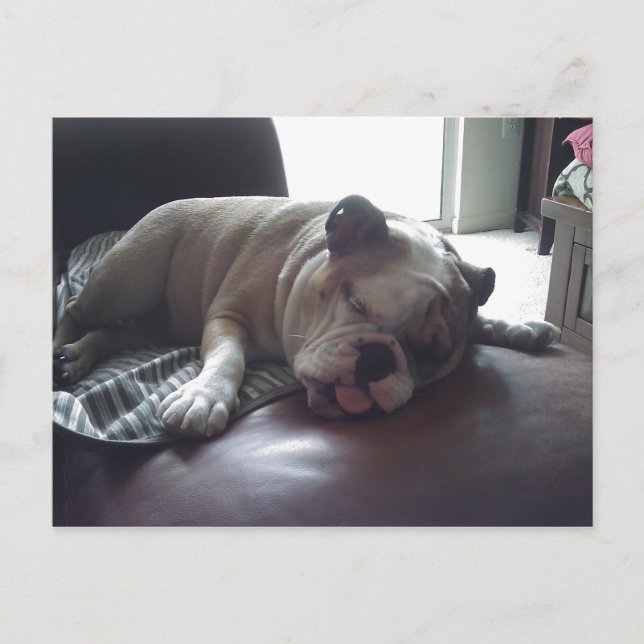 Postal Bulldog somnoliento (Anverso)