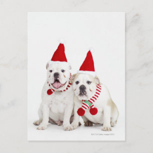 Postal Bulldoges blancos