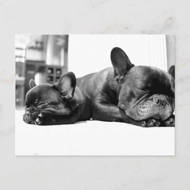 Postal Bulldoges franceses cachorros durmiendo lado a lad (Anverso)