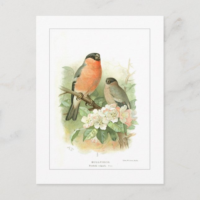 Postal Bullfinch (Anverso)