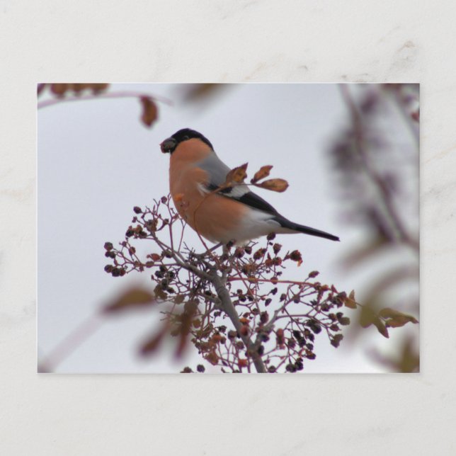 Postal Bullfinch (Anverso)