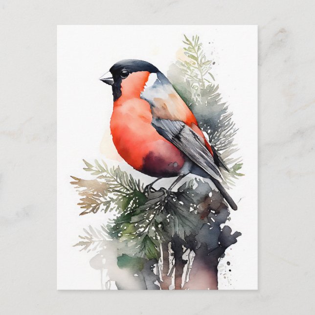 Postal Bullfinch acuarela en una rama de pino en las cost (Anverso)