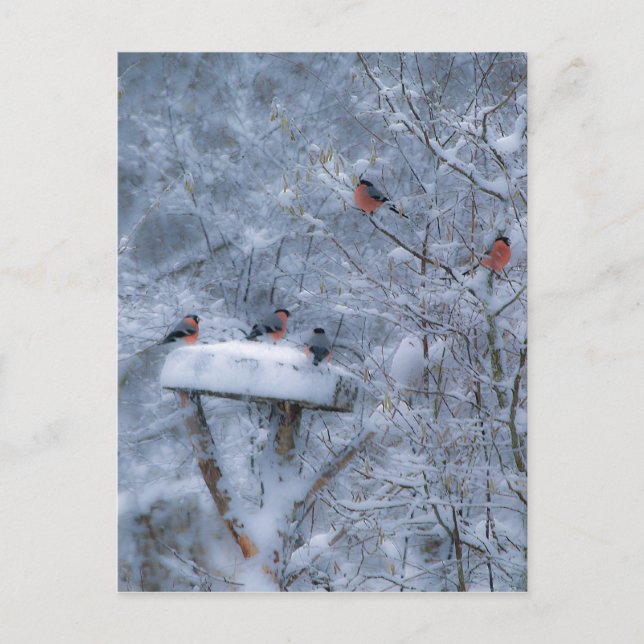 Postal Bullfinches Post Card (Anverso)