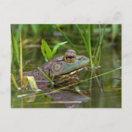 Postal Bullfrog americano