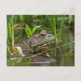 Postal Bullfrog americano