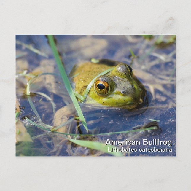 Postal Bullfrog americano (Anverso)
