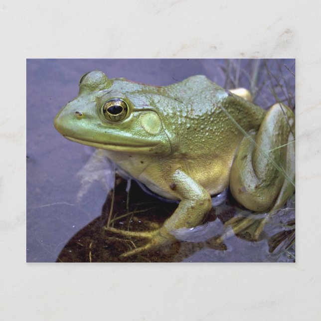 Postal Bullfrog, Lago St. Peter, Ontario, Canadá (Anverso)