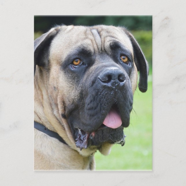 Postal Bullmastiff (Anverso)