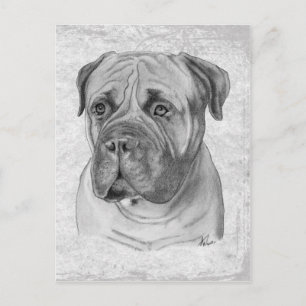 Postal Bullmastiff