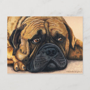 Postal Bullmastiff Waiting - Arte de la raza de perro