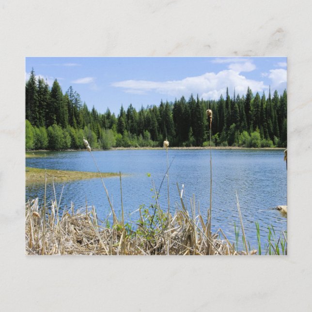 Postal Bullrush - Lago Marshall (Anverso)