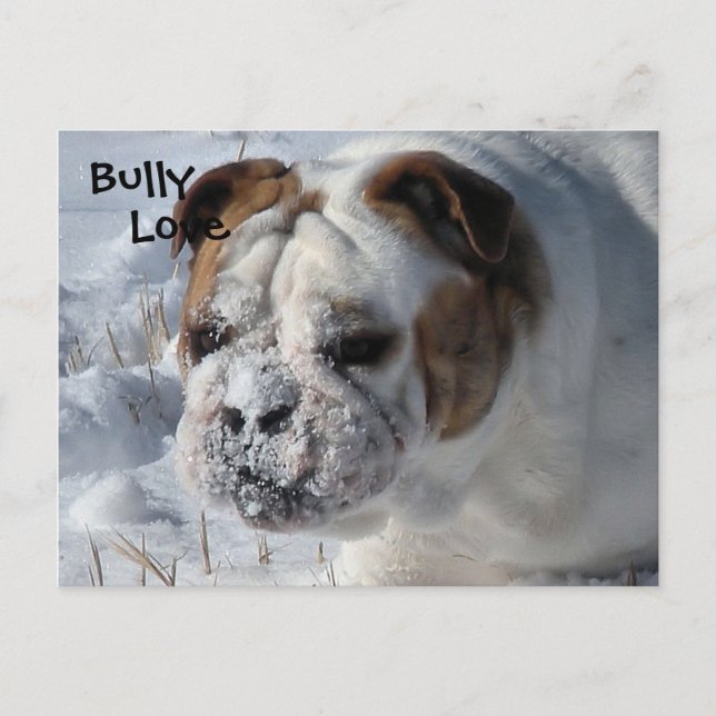 Postal Bully de nieve - Bulldog inglés (Anverso)