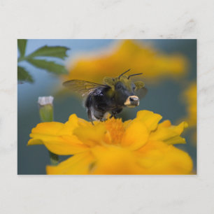 Postal Bumblata