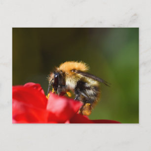 Postal Bumble Abeja En Dahlia