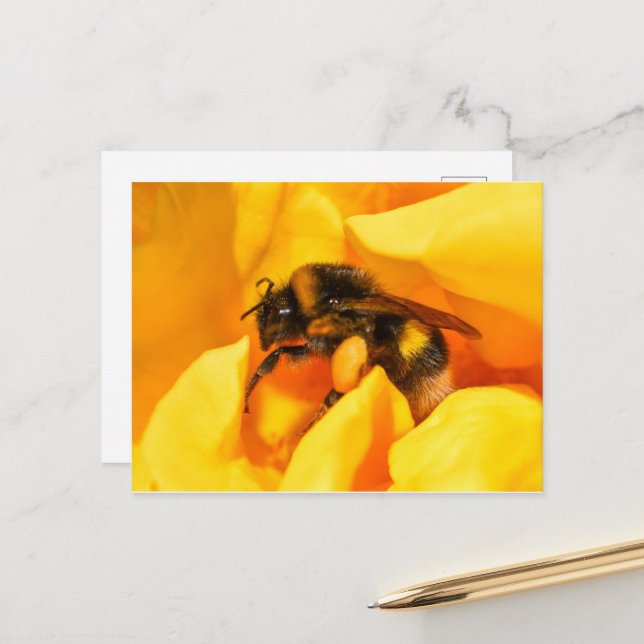 Postal Bumble Bee (Anverso/Reverso In Situ)