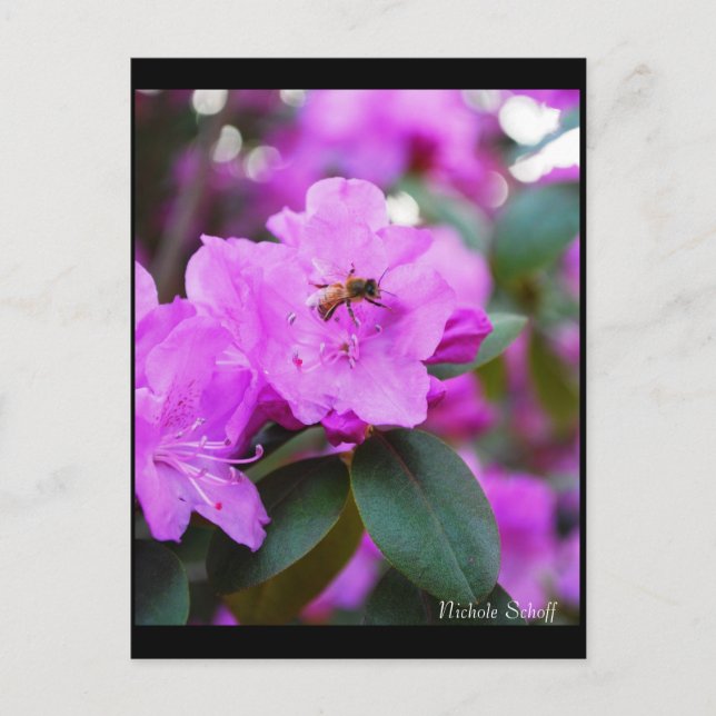 Postal Bumble Bee (Anverso)