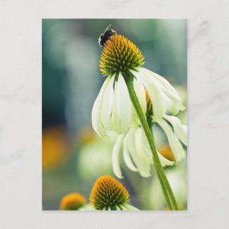 Postal Bumble Bee
