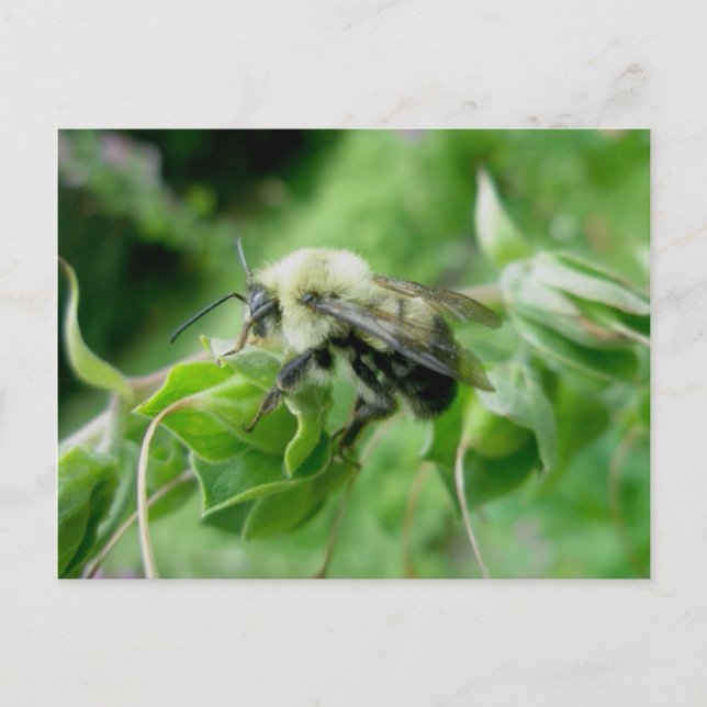 Postal Bumble Bee (Anverso)