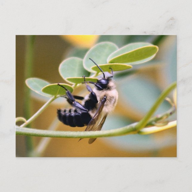 Postal Bumble Bee (Anverso)
